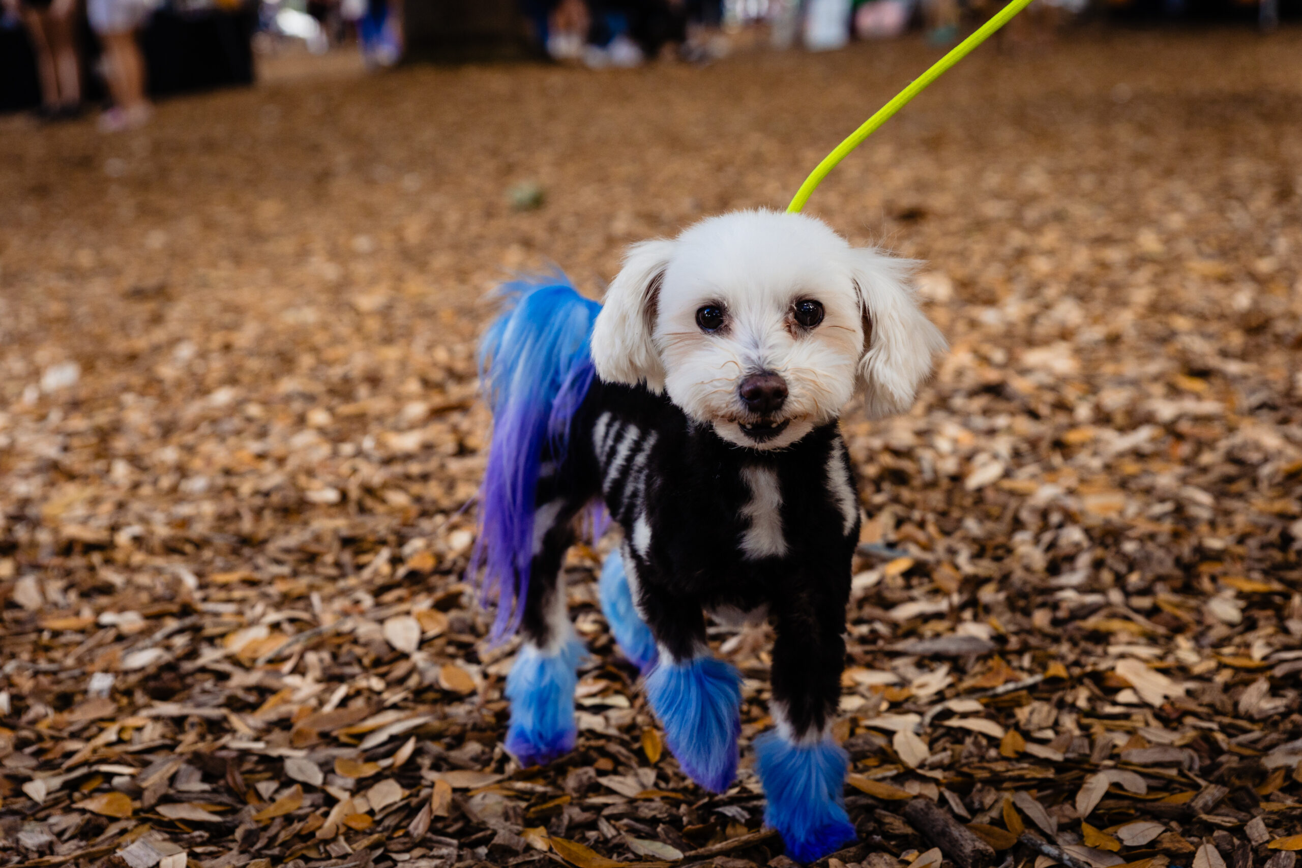 A small dog in a skeleton costume at Barktoberfest at Lake Eola